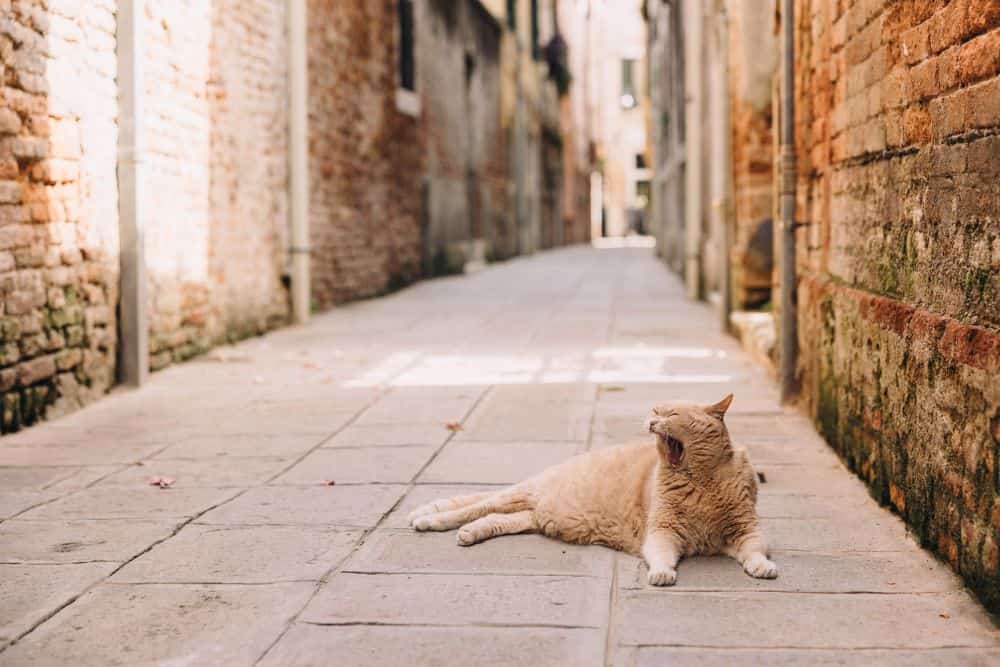 Essential Accessories and Top Tips for Travel Photography * accessories-and-tips-for-travel-photography-street-cat