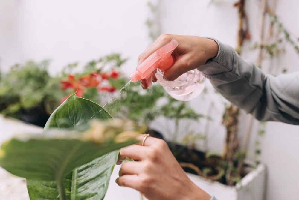 Breaking the Ice: Creative Holiday Gift Ideas for Your In-Laws * holiday-gift-ideas-for-your-in-laws-plant-lady