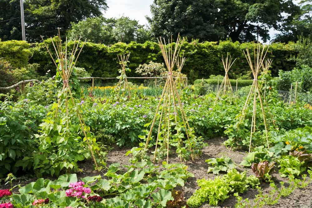 9 Easy Steps to Planning a Kitchen Garden To Feed Your Family plan-a-kitchen-garden-to-feed-your-family-canes
