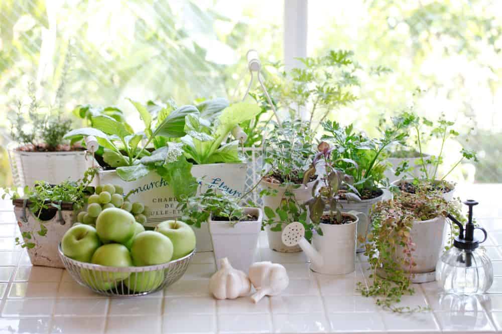 9 Easy Steps to Planning a Kitchen Garden To Feed Your Family plan-a-kitchen-garden-to-feed-your-family-produce