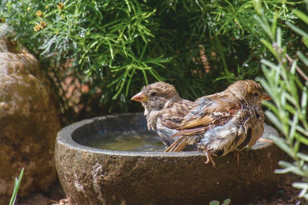 How to Keep Your Garden Clean and Tidy with These Easy Steps * how-to-keep-your-garden-clean-and-tidy-birdbath