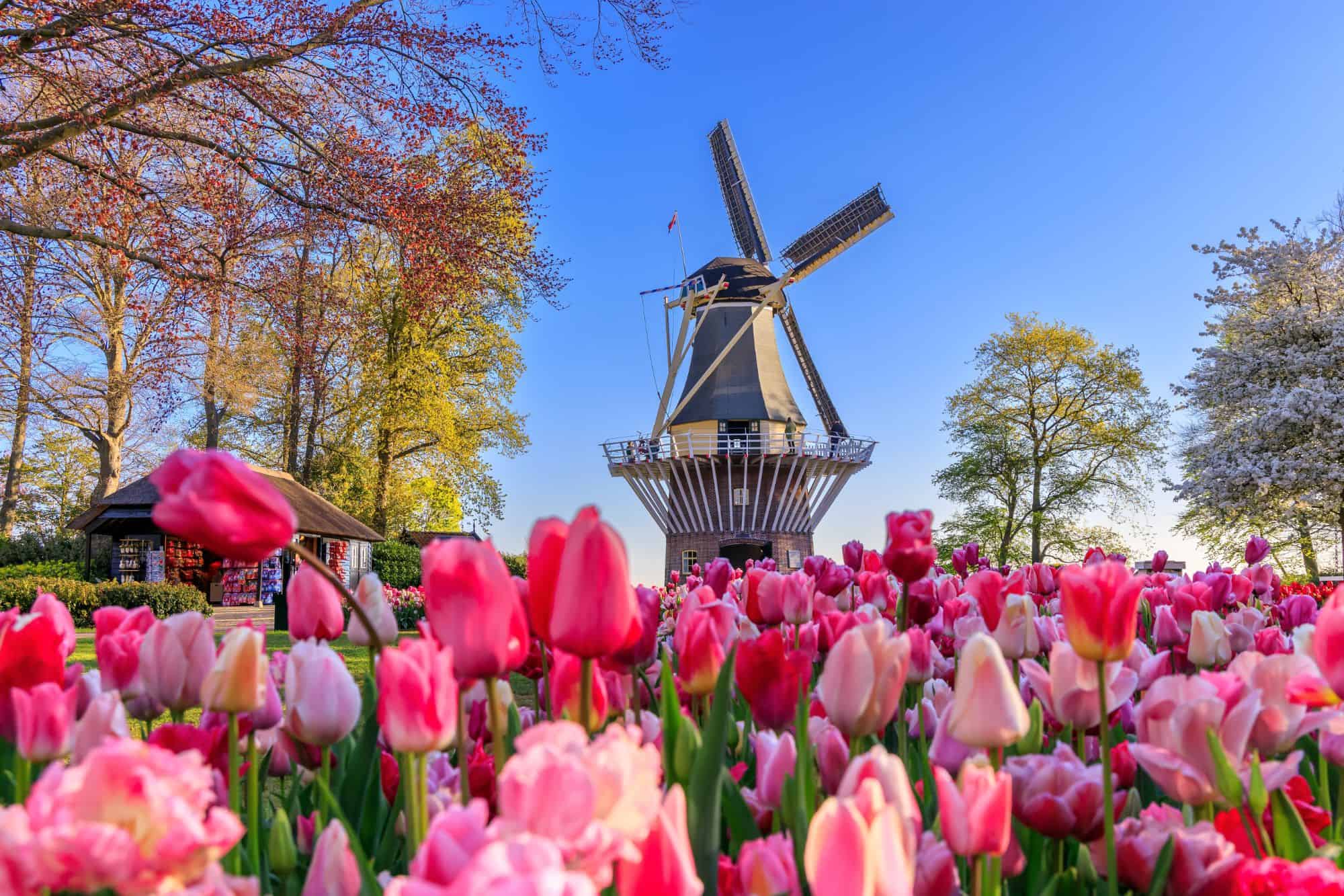 Cycling the Tulip Fields of Lisse, Holland * cycling-the-tulip-fields-of-Lisse