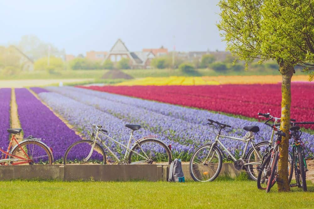 Cycling the Tulip Fields of Lisse, Holland * cycling-the-tulip-fields-of-Lisse-multicolour-tulips