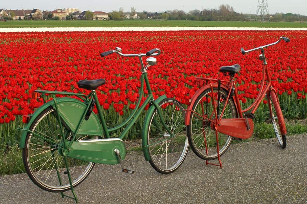 Cycling the Tulip Fields of Lisse, Holland * cycling-the-tulip-fields-of-Lisse-red-tulips