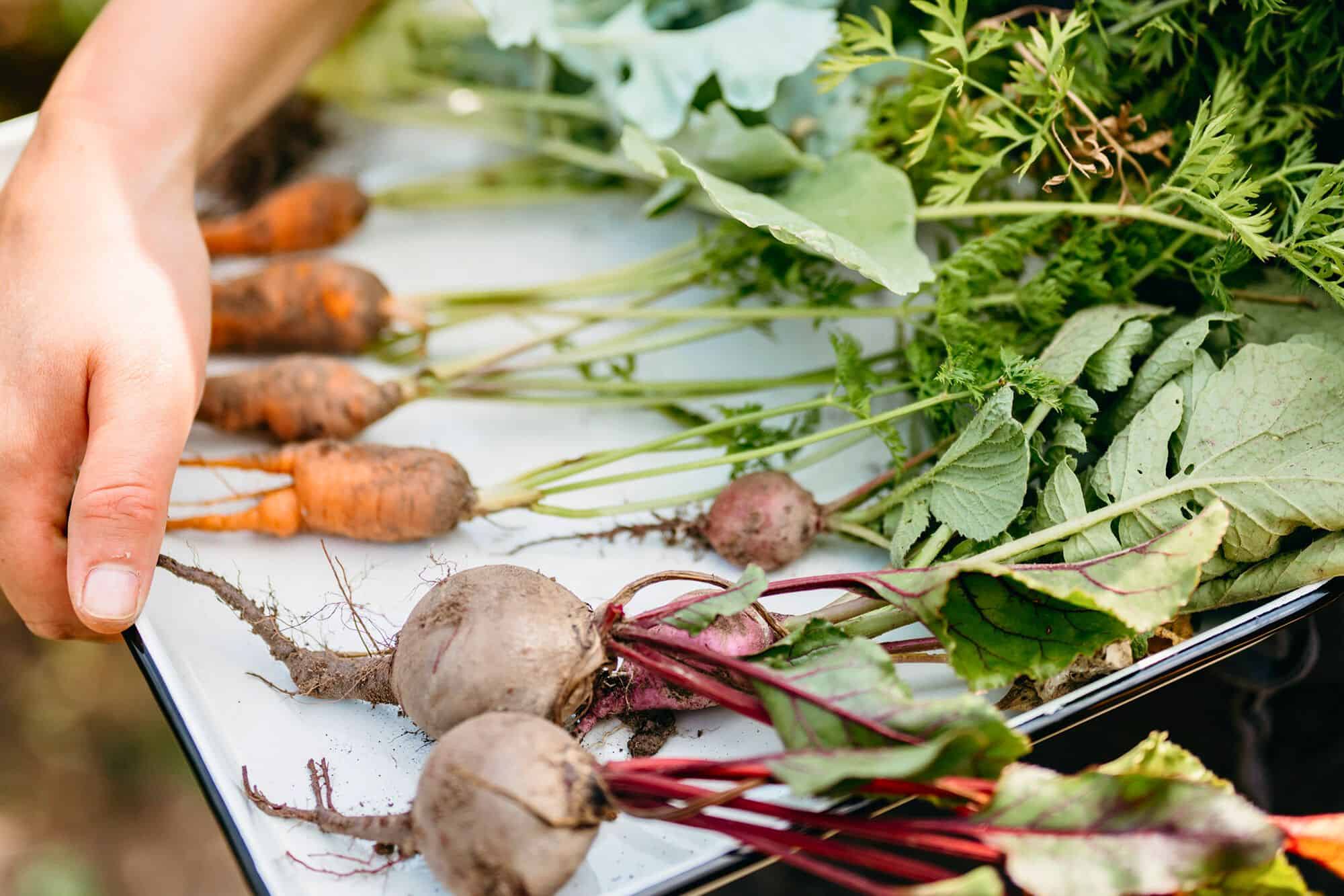 13 Favourite Tips for Gardening in Small Spaces to Help You Grow More gardening-in-small-spaces-harvest