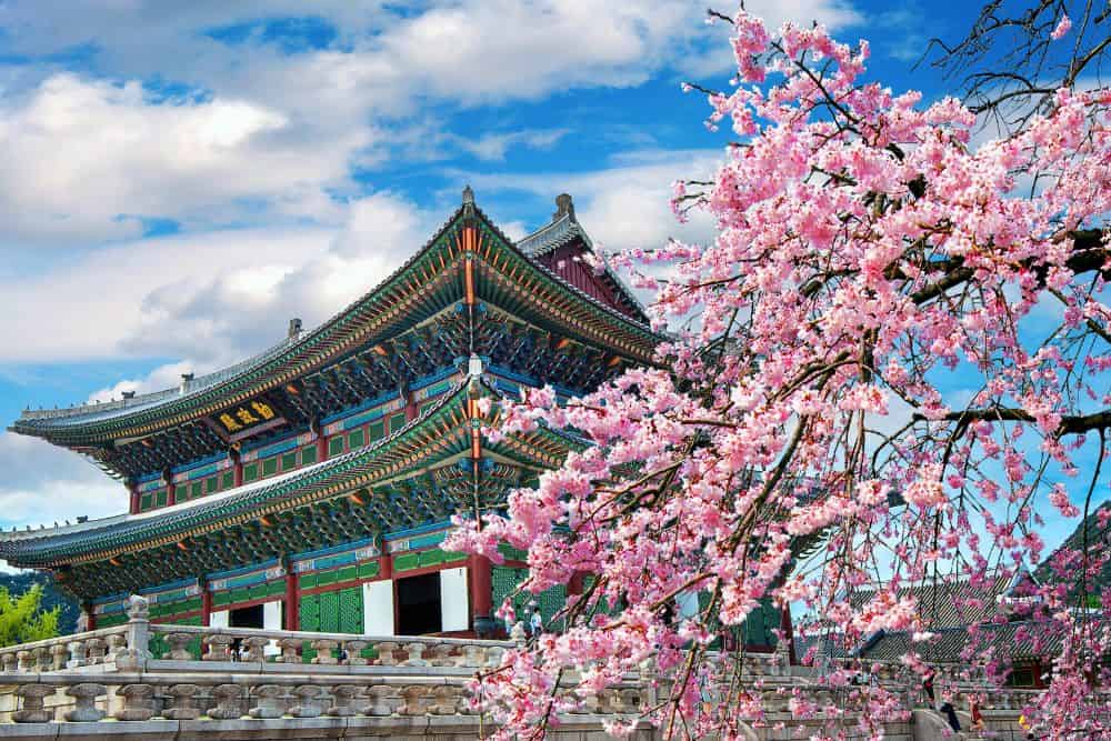 Three Faces of Korea: Historic Seoul, Artistic Gwangju, and the Port City of Busan * faces-of-korea-seoul-gwangju-busan-cherry-blossom