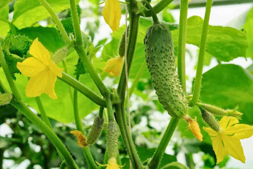 13 Favourite Tips for Gardening in Small Spaces to Help You Grow More gardening-in-small-spaces-cucumbers