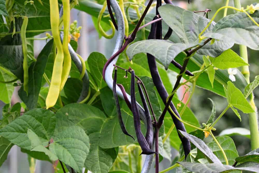 13 Favourite Tips for Gardening in Small Spaces to Help You Grow More gardening-in-small-spaces-french-beans