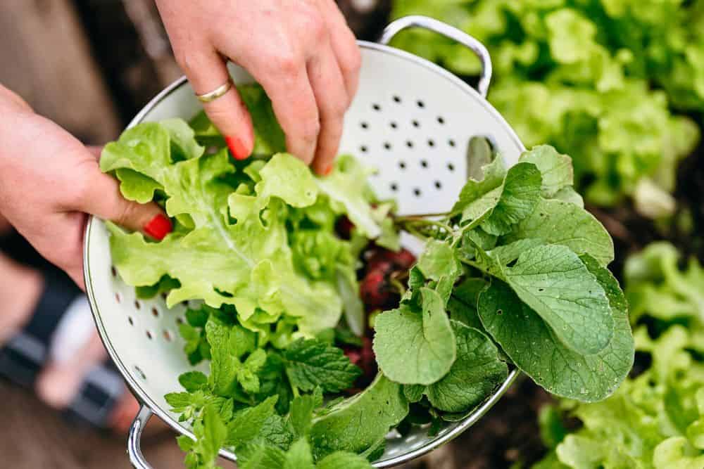 13 Favourite Tips for Gardening in Small Spaces to Help You Grow More gardening-in-small-spaces-lettuce