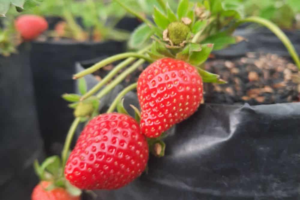 13 Favourite Tips for Gardening in Small Spaces to Help You Grow More gardening-in-small-spaces-strawberries