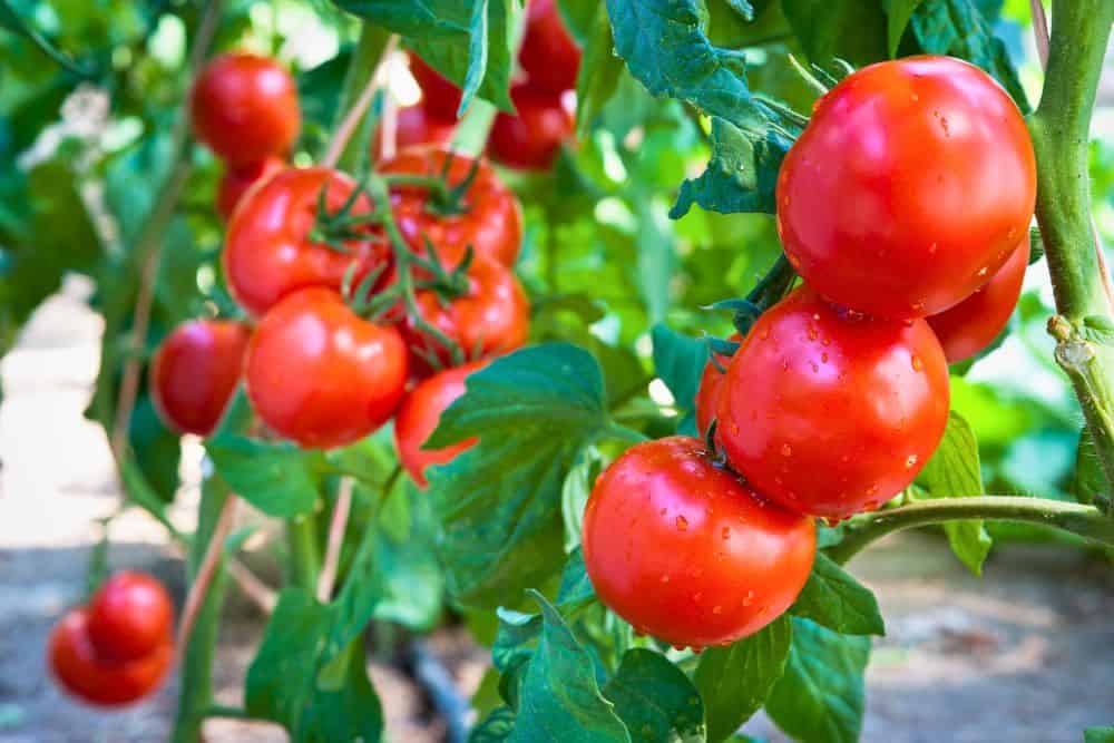 13 Favourite Tips for Gardening in Small Spaces to Help You Grow More gardening-in-small-spaces-tomatoes