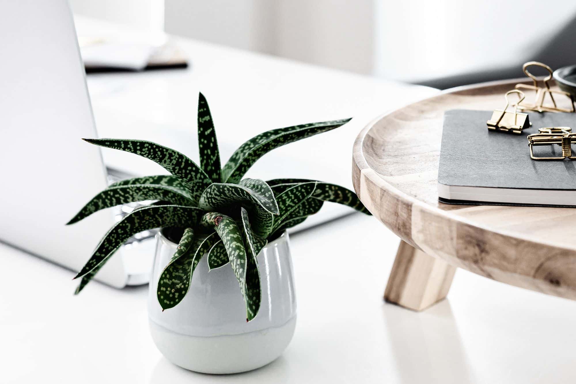 Indoor Plants for Low Light Spaces: Best Choices for Homes & Offices * indoor-plants-for-low-light
