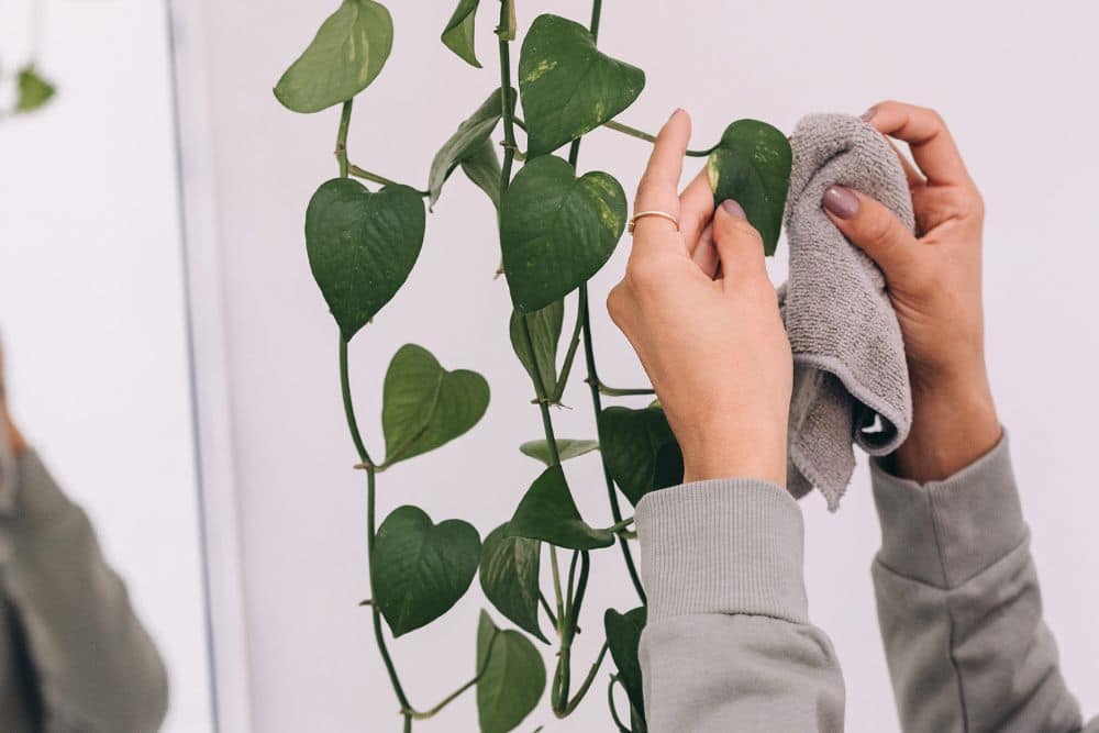Gardening and Home Care: Practical Tips for a Healthier, More Beautiful Home * gardening-and-home-care-tips-dusting-leaves