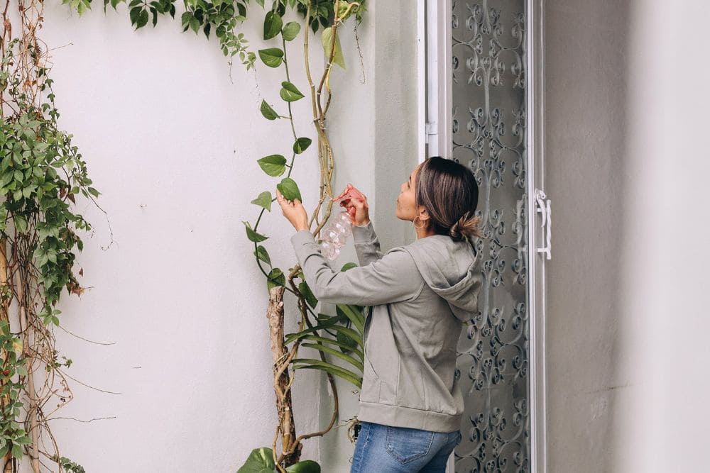 Gardening and Home Care: Practical Tips for a Healthier, More Beautiful Home * gardening-and-home-care-tips-watering-plant