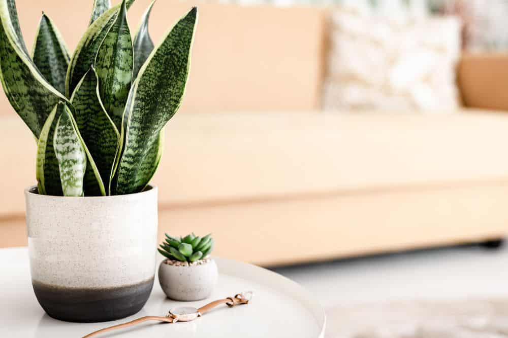 Indoor Plants for Low Light Spaces: Best Choices for Homes & Offices * indoor-plants-for-low-light-living-room