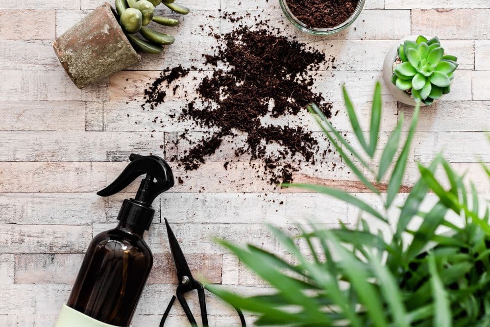 Indoor Plants for Low Light Spaces: Best Choices for Homes & Offices * indoor-plants-for-low-light-soil-water
