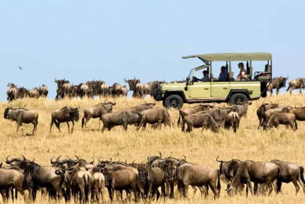 Why a Luxury Safari Appeals to Every Age * luxury-safaris-for-all-ages-wildebeest