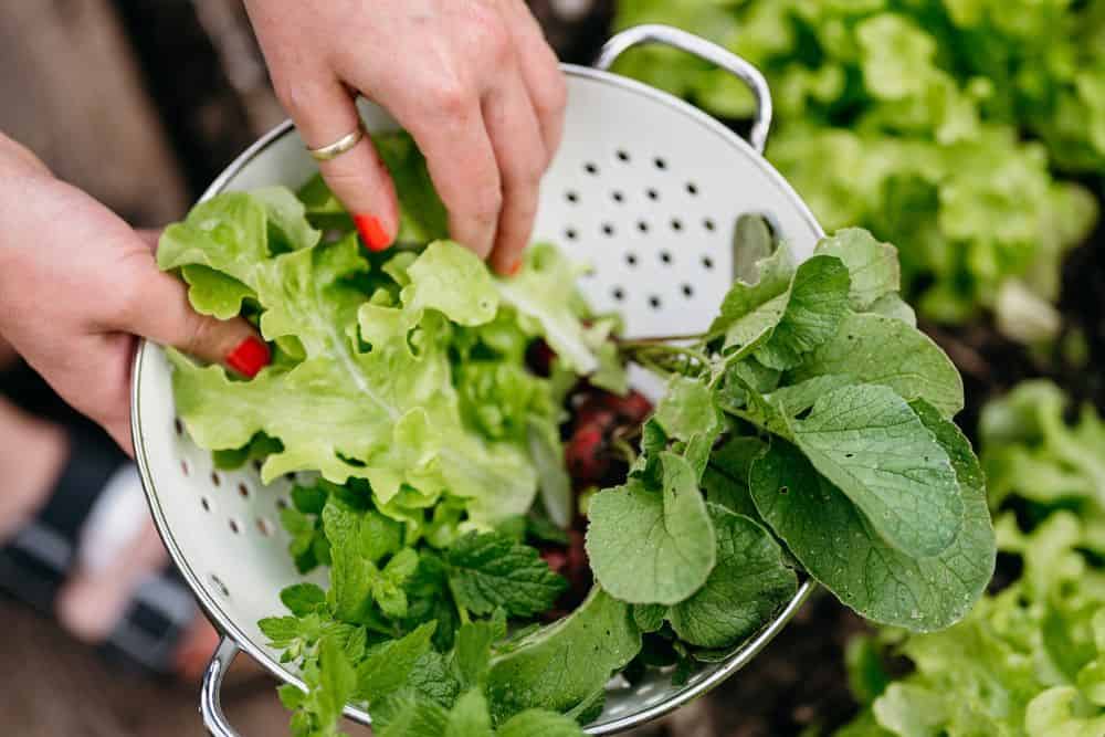 Living Frugally: 10 Smart Tips for Frugal Living To Save Money and Live Better * living-frugally-smart-tips-for-frugal-living-grow-your-own