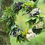 aromatic-plants-for-aromatherapy